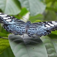 Parthenos sylvia Moore, 1877